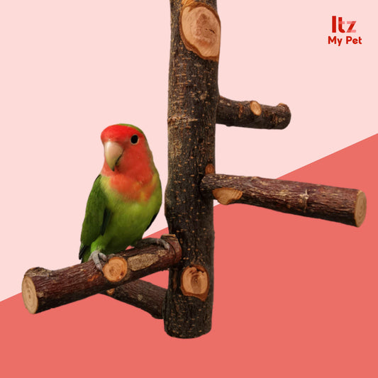 Simple Elegant Apple Wood Parrot Perch Stand - Itzmypet